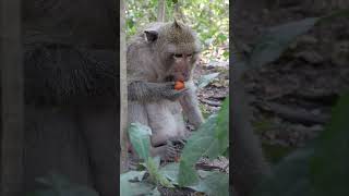 Wild Monkey Video 2024 little cute monkey monkey monkylifeinnatural amazingmonkey animals cute [upl. by Boyt429]