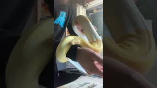 Albino Pied Ball Python Unboxing [upl. by Kursh]