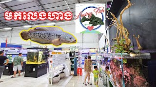 Vlog162​​ 🐟មកលេងហាង Loving Fish Aquarium nouchanrey betta aquarium [upl. by Rupert383]