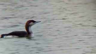 Black Throated Diver on Lake Lothing Lowestoft 31223 [upl. by Ahsercel]