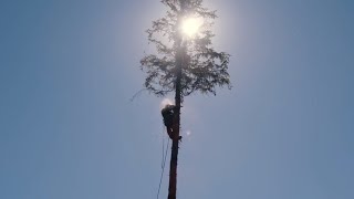 Study Arboriculture Tree Surgery at East Durham Colleges Houghall Campus in Durham [upl. by Antony]