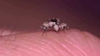 Jumping spider Portia schultzi [upl. by Leanard]