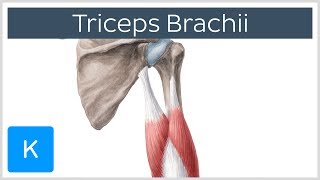 Triceps Brachii Muscle  Origin Insertion amp Innervation  Human Anatomy  Kenhub [upl. by Ruon]