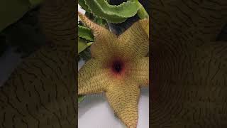 Starfish flower aka corpse plant stapelia gigantea plantastix succulent [upl. by Olivia]