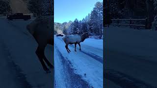 bison alaska [upl. by Hurlow180]