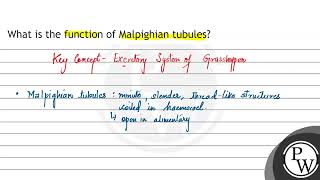 What is the function of Malpighian tubules [upl. by Niveek]