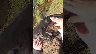 Daughter Helps Catch amp Release Catfish [upl. by Oman]