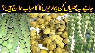 proven health benefits of babool phali powder [upl. by O'Carroll]