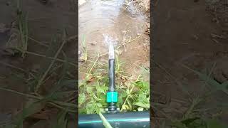 If you cant afford drip use furrow irrigation method to deliver water to your plants [upl. by Valentin894]