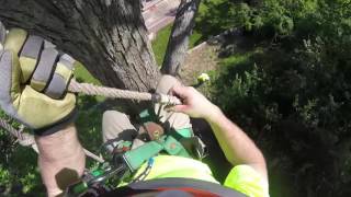 My first tree ascent Also some good advice from a seasoned pro [upl. by Darrill]