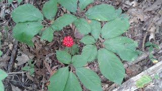 Identifying Wild Ginseng Harvesting and Drying [upl. by Gianna580]