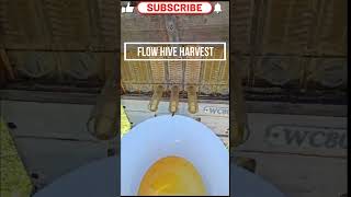 Flow Hive Bee Hive Harvest Honey [upl. by Enala414]