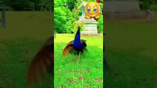 Peacock dance viralshort [upl. by Anura]