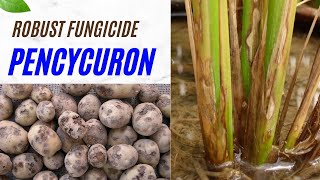 Pencycuron Fungicide Effective SoilBorne Disease Control for Potatoes Rice amp More fungicide [upl. by Kalie]