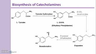 Biosynthesis of Catecholamines [upl. by Van]