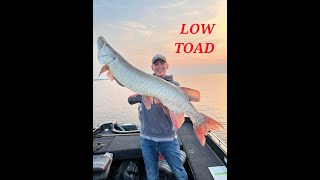 Lake of the Woods Strikes again Toad of a Muskie eats in the figure 8 at Tamarack [upl. by Geilich]