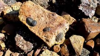 Negative phototaxis green chiton [upl. by Allerie]