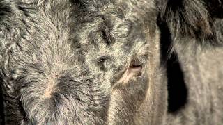 Pinkeye in Cattle  April 11 2014 [upl. by Annenn]