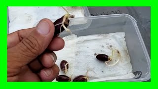 Transplanting Seeds Using The Paper Towel Method For Germinating [upl. by Nolak824]