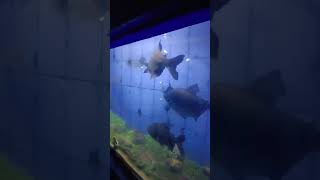 Matsya Darshini aquarium 🦈🐟 Visakhapatnam RK Beach [upl. by Auroora]