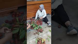 musim panen rambutan love friends [upl. by Madian]