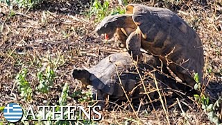 Marginated tortoises 🇬🇷 Greece  v172 [upl. by Nylaroc]