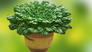 8 Perennial Fruits And Veggies to Plant Once And Harvest For Years [upl. by Aelahs722]