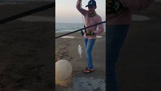 Queenfish Catch In Saudi Arabiafishing queenfish catchandrelease viralshorts [upl. by Kral]