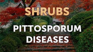 Pittosporum Diseases [upl. by Weisbrodt227]