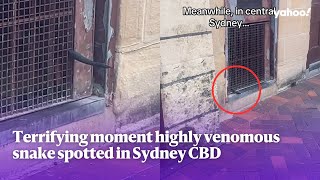 Terrifying moment highlyvenomous snake spotted in Sydney CBD  Yahoo Australia [upl. by Marris]