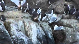 Guillemot chicks jumping off the Farne Islands Northumberland  by Ciaran Hatsell [upl. by Dubenko183]