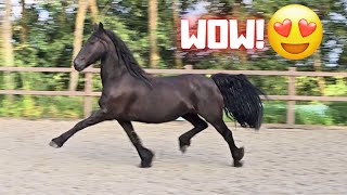 Wûnder and Yfke can move beautifully But this one trots absolutely perfect  Friesian Horses [upl. by Anailuy260]