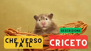 Che verso fa il criceto  descrizione 🐹 Versi dei criceti il verso del criceto 🐹 🔈 [upl. by Juliana874]