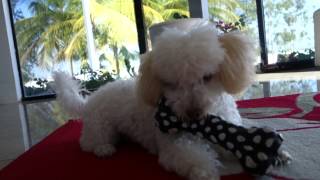 Cute poodle puppy playing with toy [upl. by Leiuqeze]