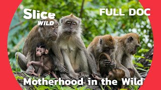 Does the maternal instinct really exist  SLICE WILD  FULL DOC [upl. by Brower908]