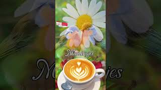 mirmengjes goodmorning përty foryou kafe coffee [upl. by Lokkin]