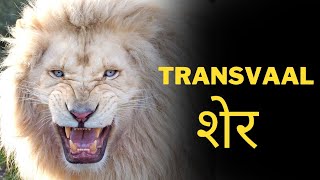 Interesting facts about Transvaal lion 🦁  Animal kingdom [upl. by Kaenel]