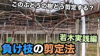 ぶどう負け枝の剪定方法若木実践編〜初心者でもこれを見れば木は元気に回復〜20240120 [upl. by Grekin]