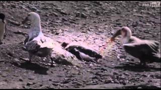 Penguin vs Giant Petrel  A violent death in Antarctica [upl. by Tiffi896]