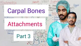 Carpal Bones Attachments [upl. by Nytsua37]