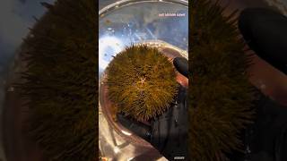 🧆 Immersive Opening Of a Super Beautiful and Fresh Horse Manure Sea Urchin urchin short viral [upl. by Apicella]