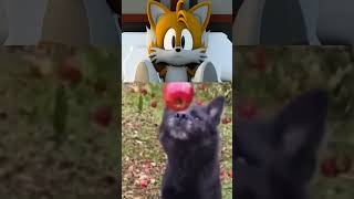 Tails react to dog bonk [upl. by Ocramed133]