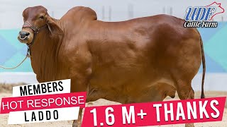 LADDOO I UDF Cattle Farm I 2018 I Heavy Weight I Bull I Huge I Parrot Studio [upl. by Nwahc]