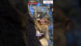 Morocco Travel Guide  BARBARY MACAQUE  MOROCCAN MONKEY  visit Morocco  morocco maroc short [upl. by Ydnem]