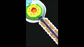 Sperm cell 3d anatomy 3danatomy cellbiology anatomy biology [upl. by Acisey]