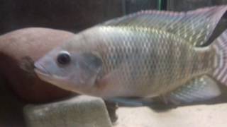 Tilapia Update 6 Months Old [upl. by Ordnagela477]