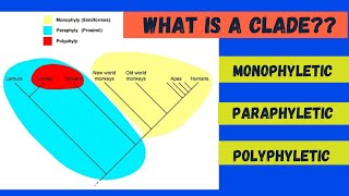 Monophyletic Paraphyletic and Polyphyletic [upl. by Grania]