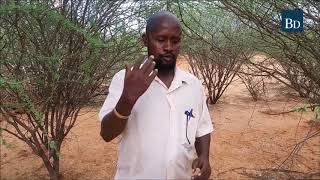 Invasive acacia trees bad for livestock [upl. by Aday429]