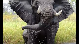 Angry and Loud Elephant on the water  Okavango Botswana [upl. by Hunfredo]