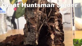 Giant Huntsman Spider Sparassidae [upl. by Fu]